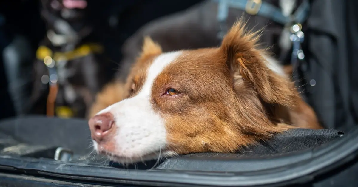 Traveling with Dogs: Complete Buying Guide