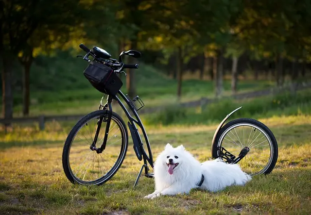Ultimate Buying Guide for the Best Training Collars for Dogs