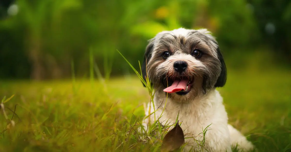 Best Dog Training Pads: Ultimate Buying Guide