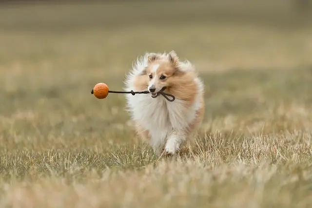 Ultimate Guide to the Best Interactive Cat Toys