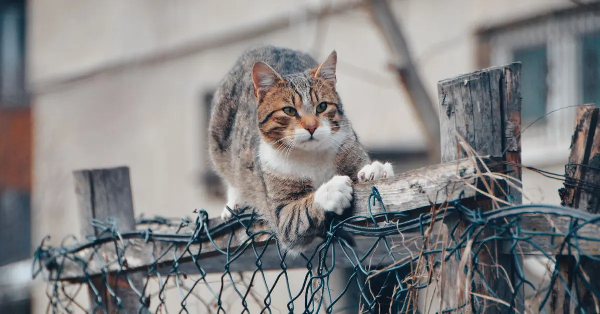 Best Outdoor Cat Enclosures for Your Feline Friend