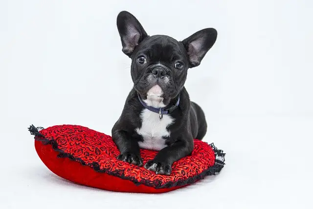 Best Dog Collars for Training - Your Ultimate Guide