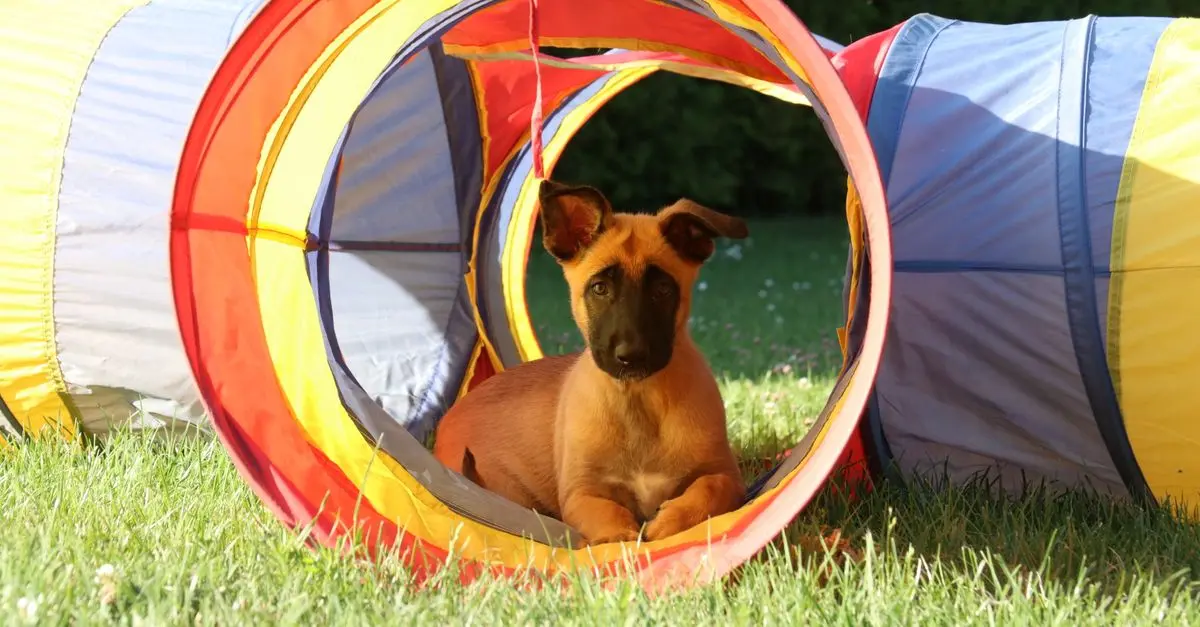 Puppy Training Basics: Essential Tips for New Pet Owners