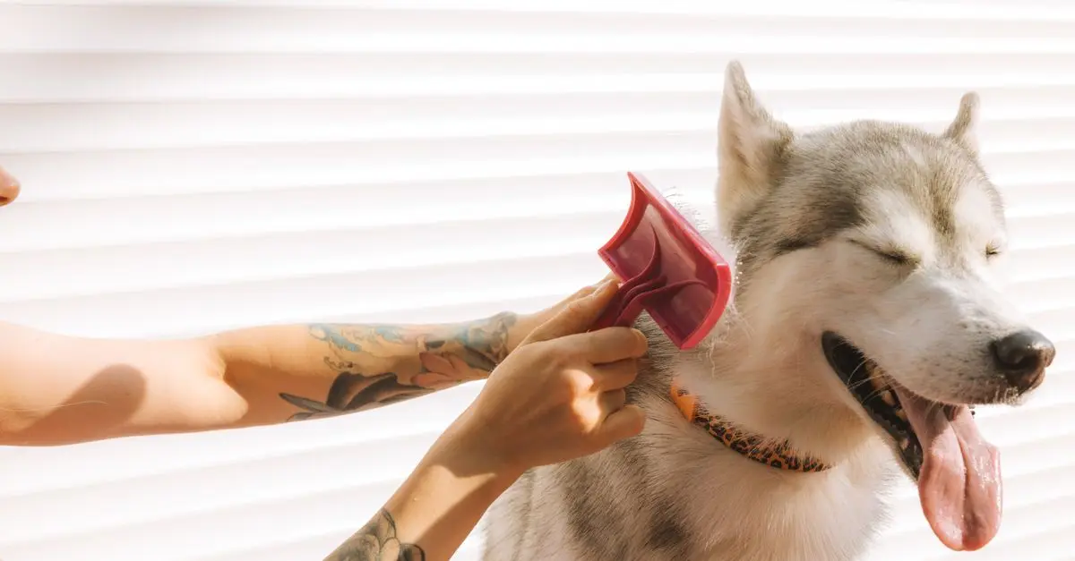 Best Dog Grooming Tools: Essential Guide