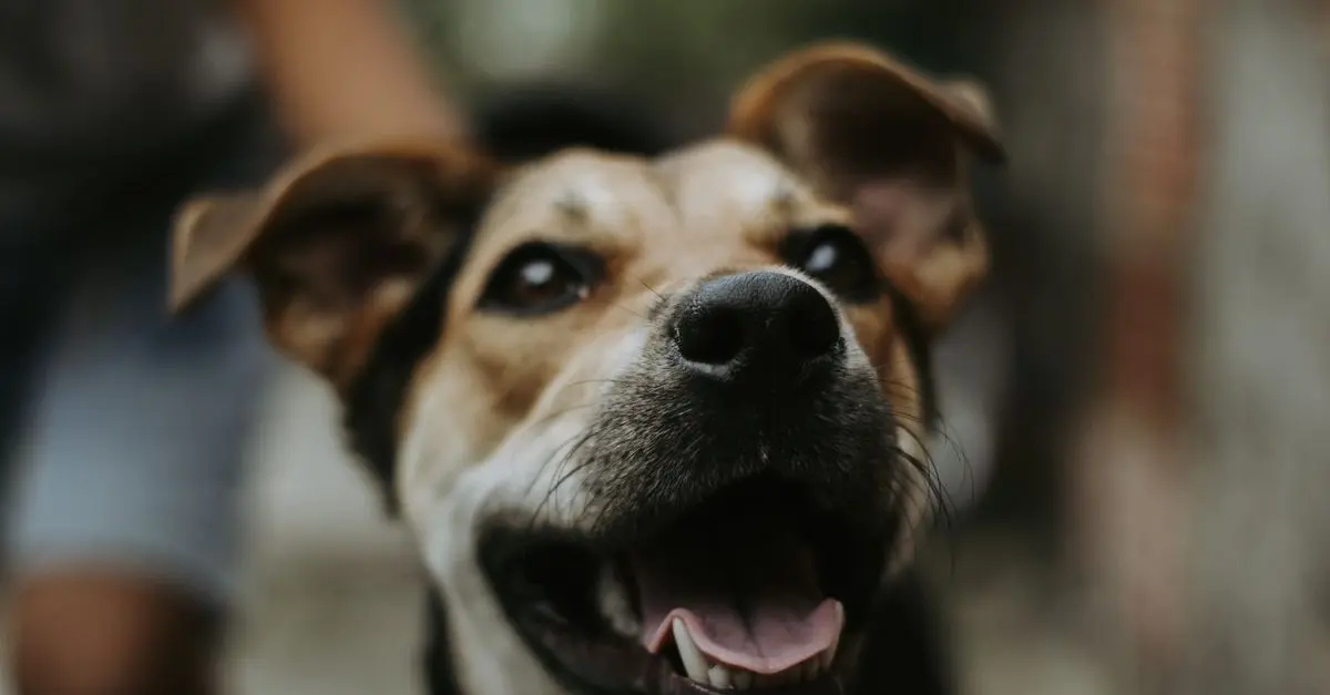Best Dog Treat Dispensers: Top Choices for Happy Pets