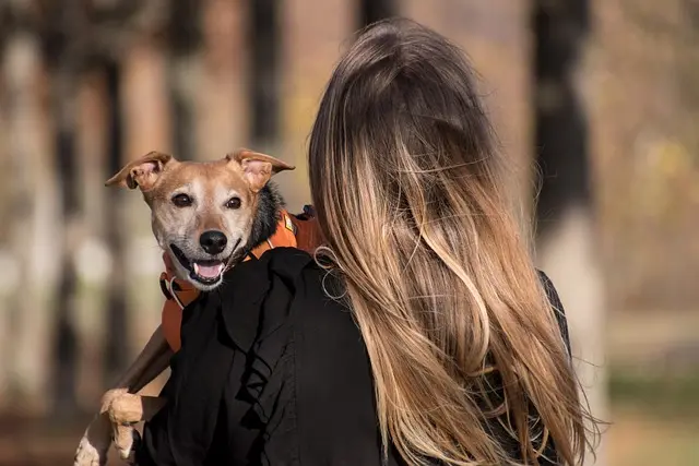Best Dog Harnesses for Large Dogs