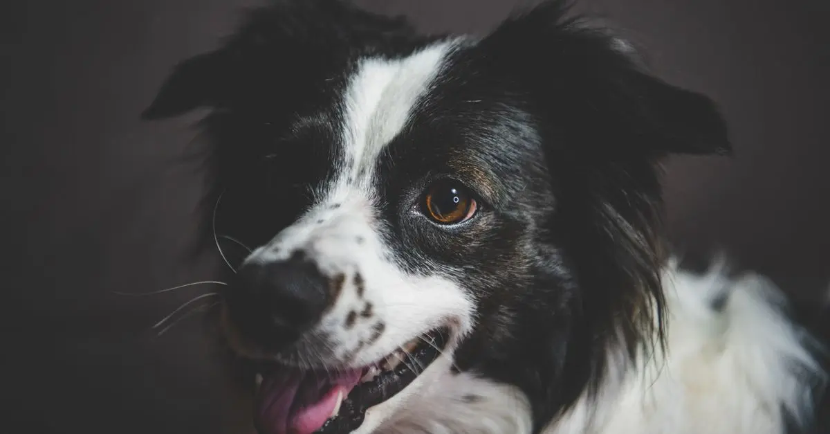 The Ultimate Guide to Choosing the Best Dog Food for Adult Dogs