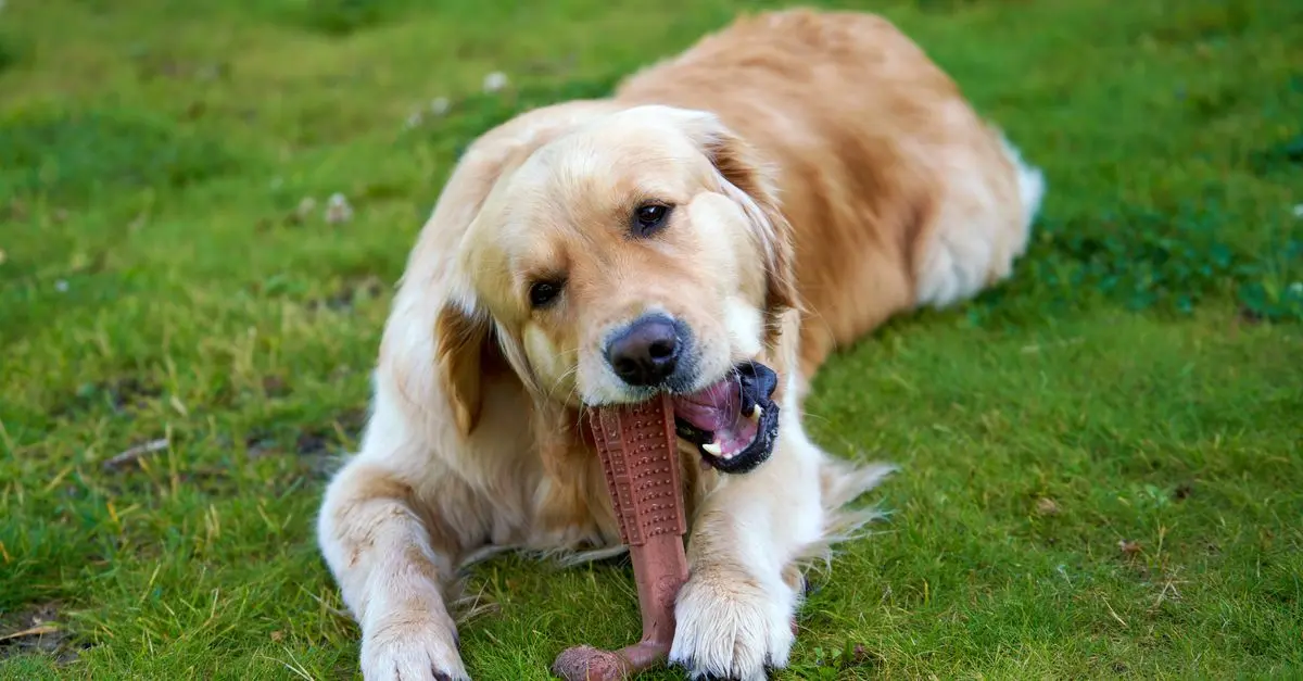Best Dental Chews for Dogs โ Complete Buying Guide