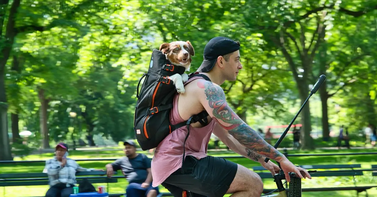 Best Dog Carriers for Travel: Budget-Friendly Options