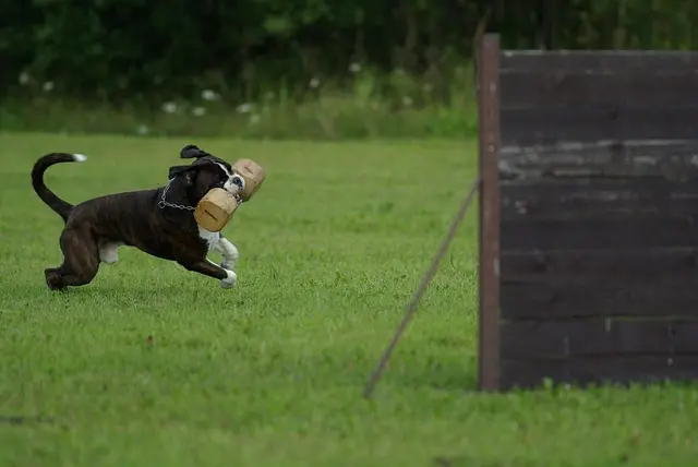 Essential Training Tips for New Dog Owners