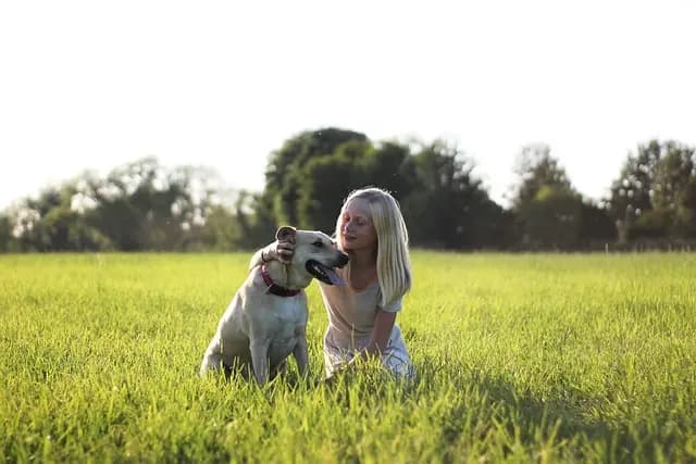 Top Interactive Dog Toys for Your Pet's Fun