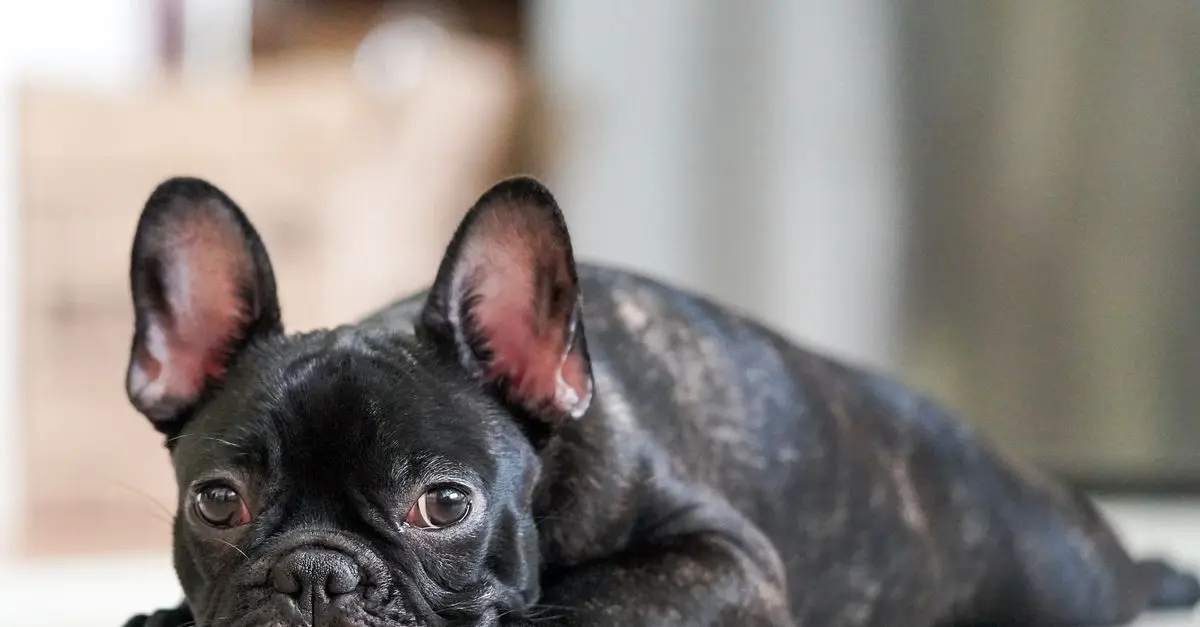 Best Dog Food for Sensitive Stomachs