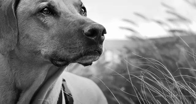 Caring for Senior Pets: A Comprehensive Guide
