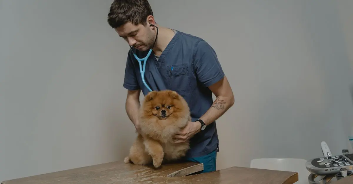 The Advantages of Pet Insurance You Need to Know