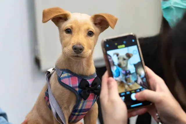 Best Age to Adopt a Dog: Essential Guide for Pet Owners