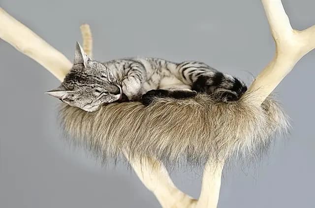 Best Cat Scratching Posts: Ultimate Buying Guide