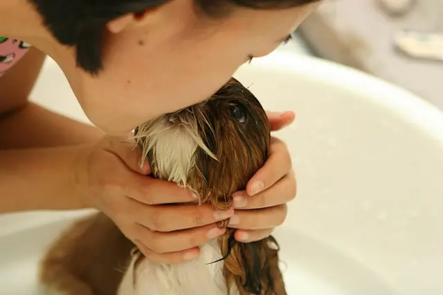 Best Pet Grooming Clippers Buying Guide