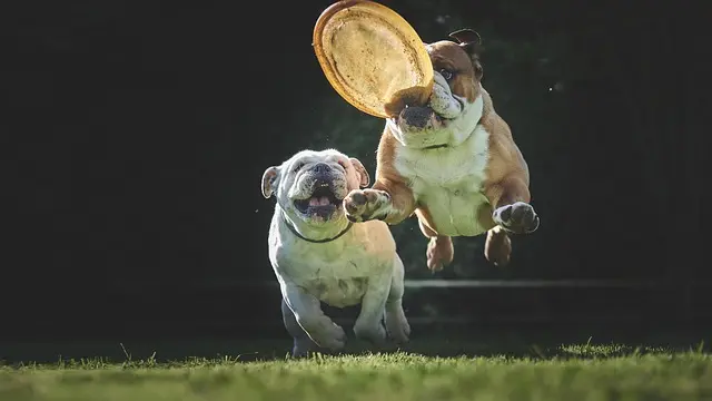 Fun Activities for Pets: Engaging Your Furry Friends