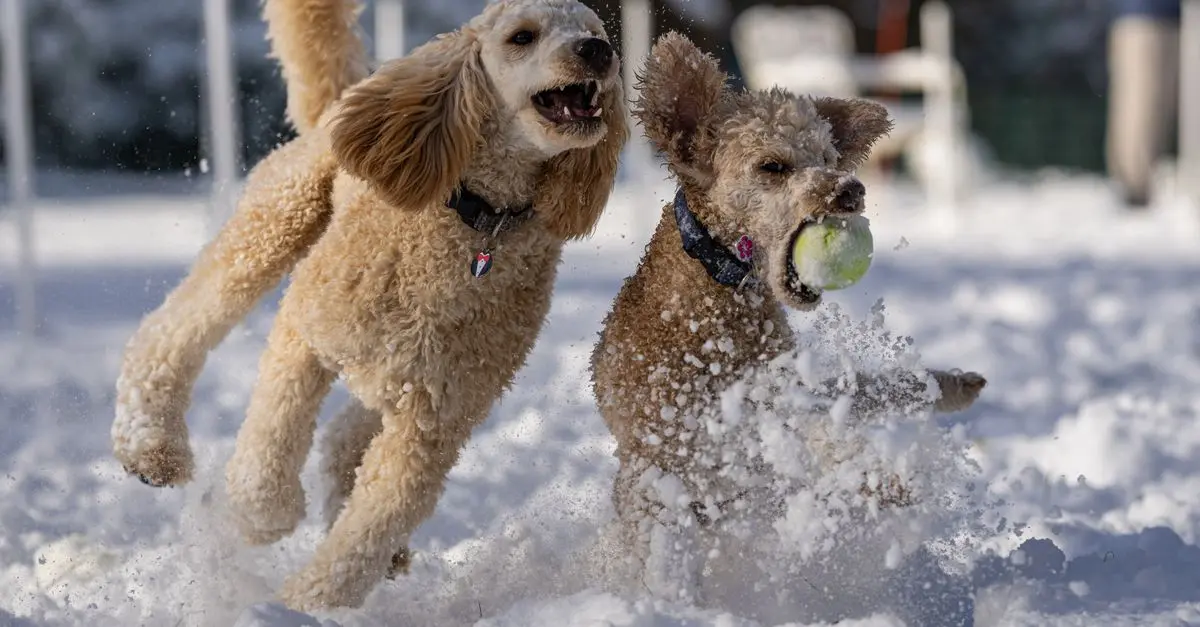 Best Dog Shoes for Winter: Comprehensive Buying Guide