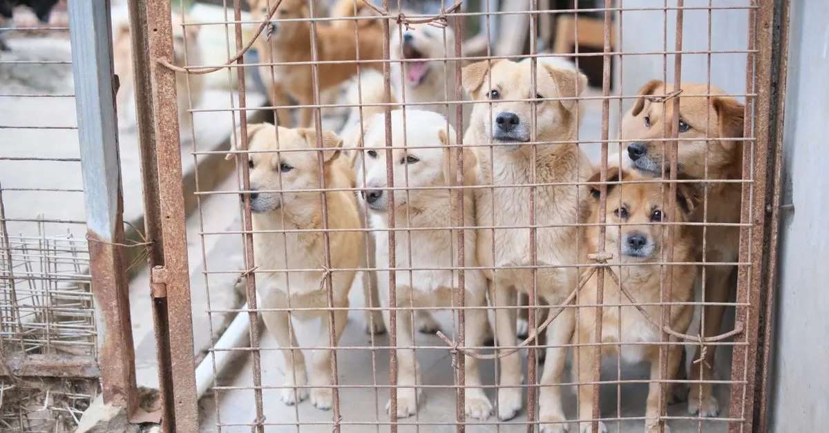 Complete Guide to the Pet Adoption Process