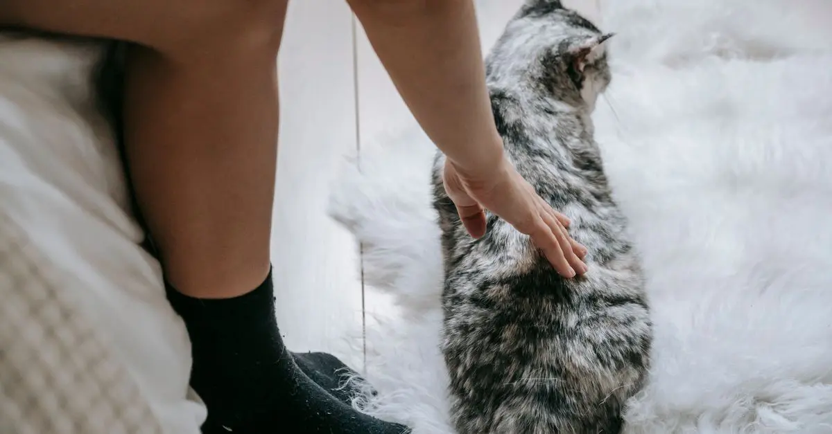 Best Cat Food for Sensitive Stomachs