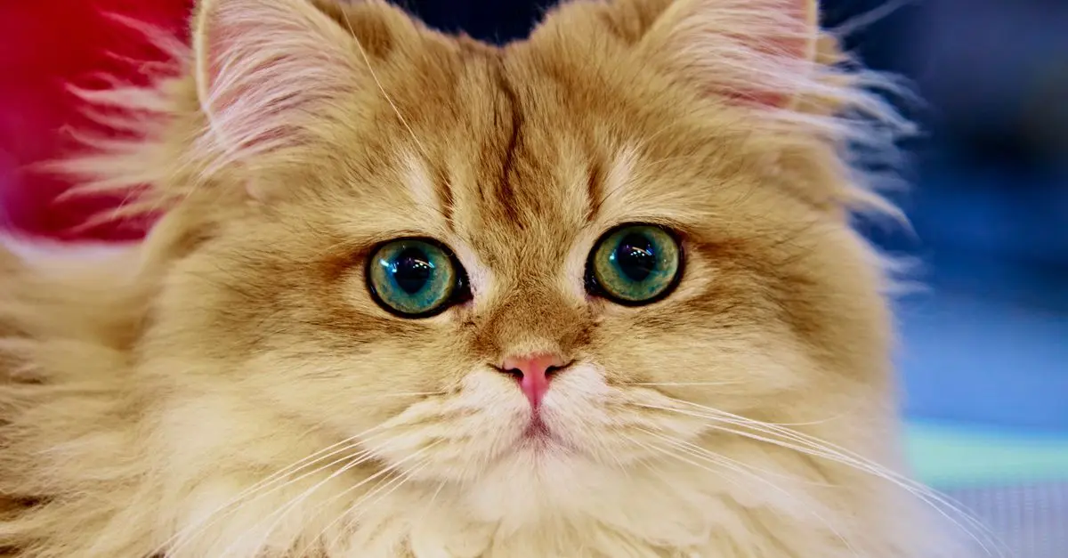 An Overview of Common Cat Breeds: Which One is Right for You?