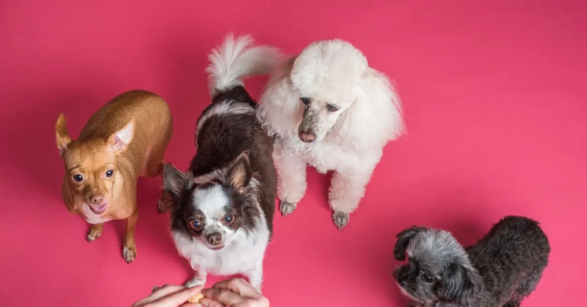 Best Dog Food for Allergies: Comprehensive Buying Guide