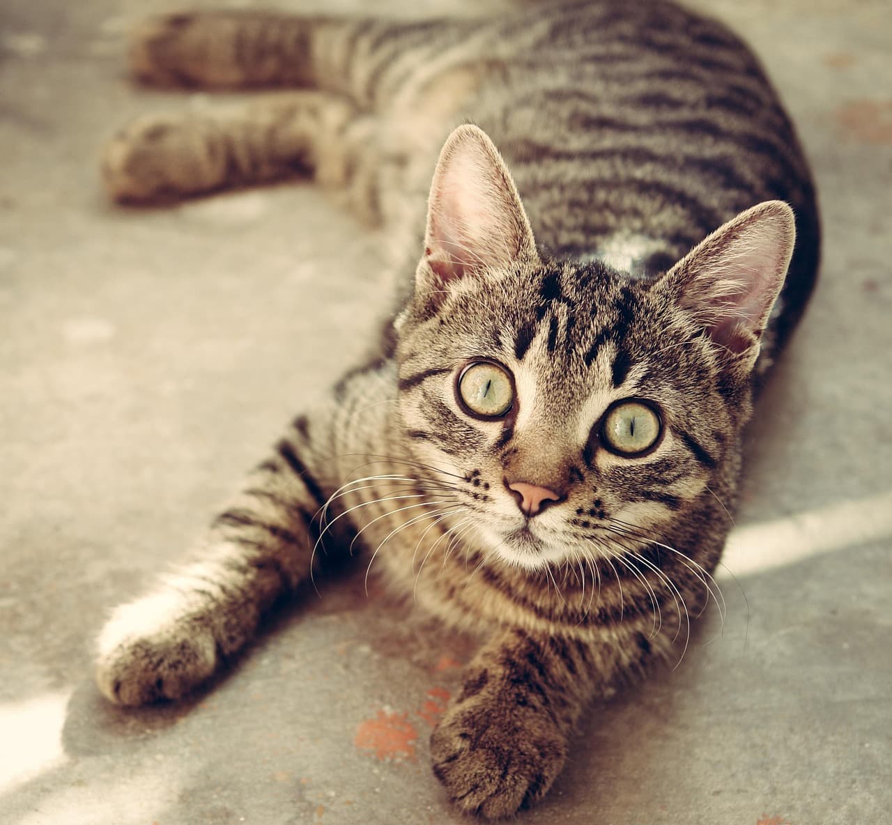 Best Cat Toys for Indoor Cats
