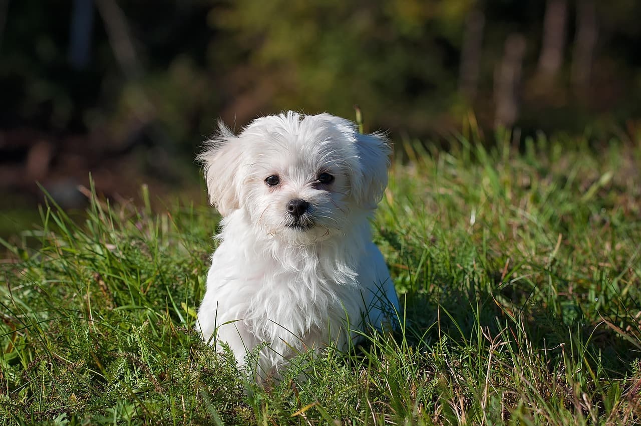 Understanding and Addressing Dog Behavioral Issues