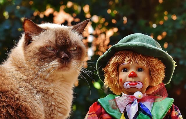 Ultimate Guide to the Best Interactive Cat Toys